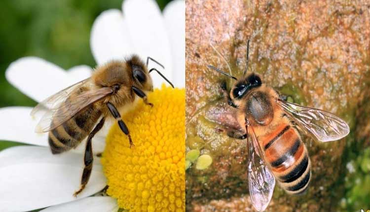 two types of bees inzaar